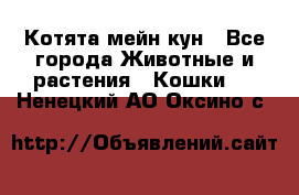 Котята мейн кун - Все города Животные и растения » Кошки   . Ненецкий АО,Оксино с.